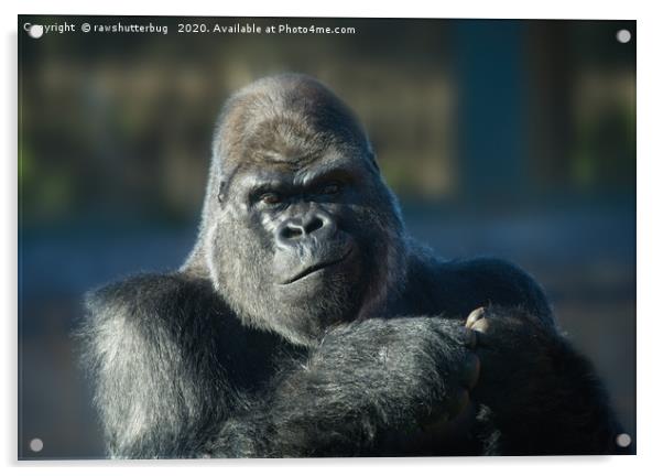 Oumbi The Silverback Portrait Acrylic by rawshutterbug 