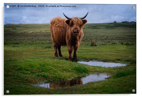 Highland Cow By The Water Puddle Acrylic by rawshutterbug 