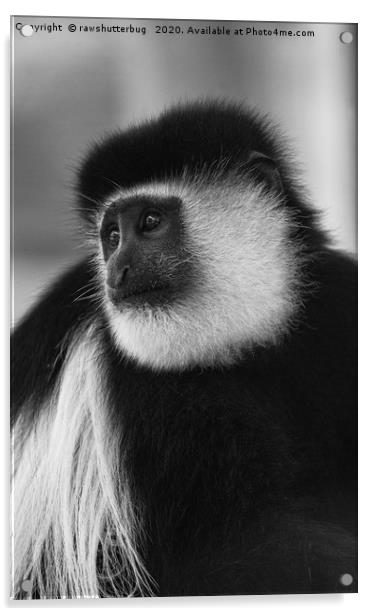 Black-And-White Colobus Monkey Acrylic by rawshutterbug 