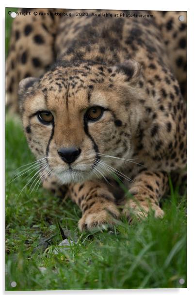 Stalking Cheetah Acrylic by rawshutterbug 