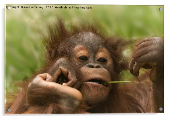 Orangutan Baby Acrylic by rawshutterbug 