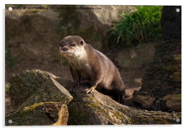 Otter On The Look Out  Acrylic by rawshutterbug 