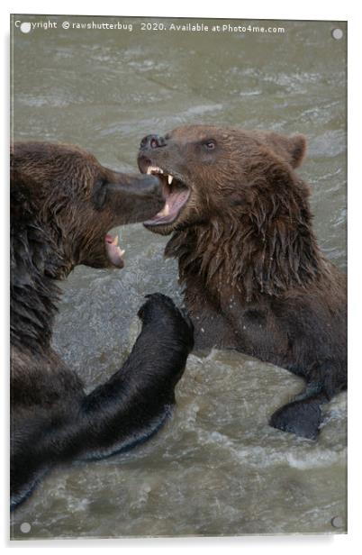 Ferocious Grizzly Bear Battle Acrylic by rawshutterbug 