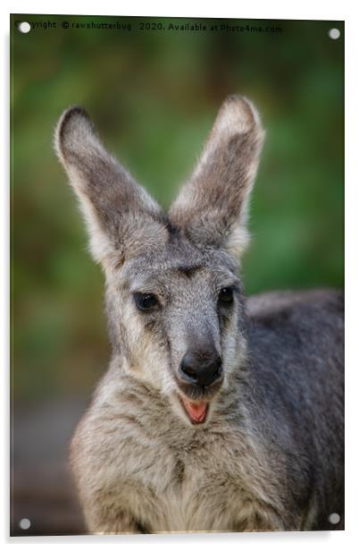 Happy Looking Kangaroo Acrylic by rawshutterbug 
