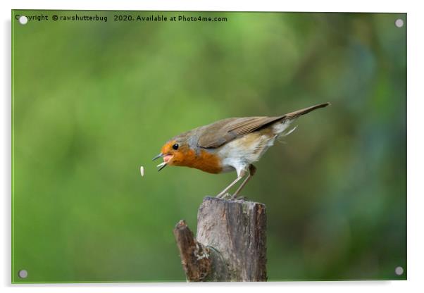 Robin In Action Trying To Catch His Food Acrylic by rawshutterbug 