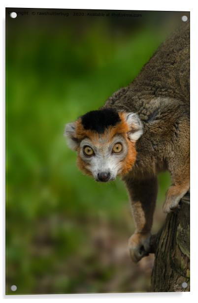 Crowned Lemur Acrylic by rawshutterbug 