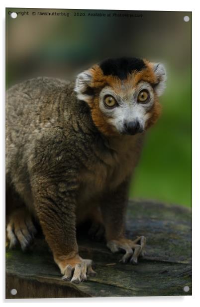 Crowned Lemur Looking At You Acrylic by rawshutterbug 