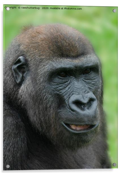 The Cheeky Gorilla King Acrylic by rawshutterbug 
