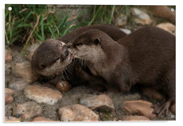 Kissing Otters Acrylic by rawshutterbug 
