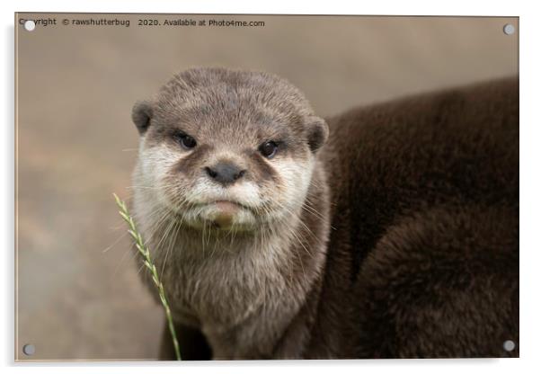 Otter's Gaze Acrylic by rawshutterbug 