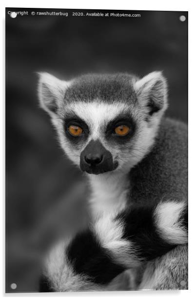 Lemur Eyes Acrylic by rawshutterbug 