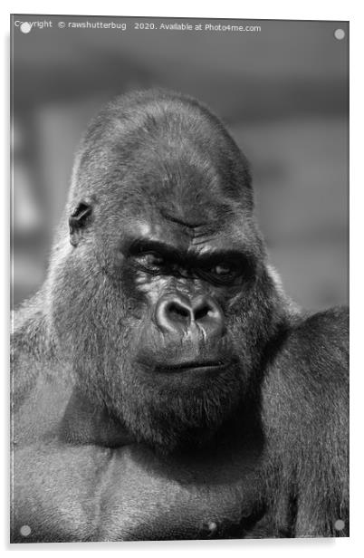 Silverback In Black And White Acrylic by rawshutterbug 