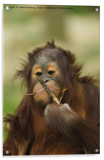 Funny Orangutan Baby Girl Acrylic by rawshutterbug 