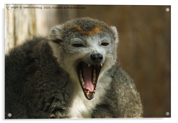 Yawning Crowned Lemur Acrylic by rawshutterbug 