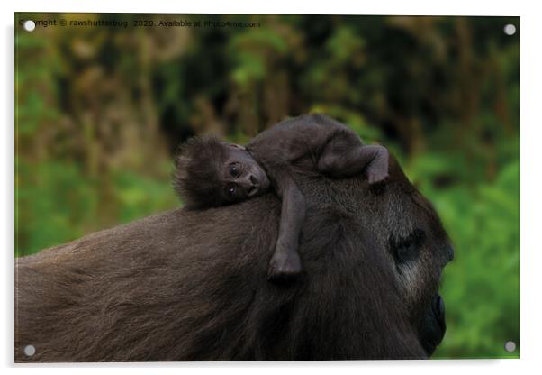 Baby Gorilla Holding On To Her Mother Acrylic by rawshutterbug 