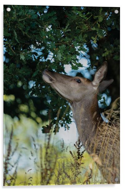 Deer Reaching For The Best Acrylic by rawshutterbug 