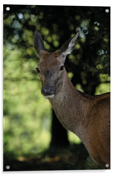 Red Deer Close-Up Acrylic by rawshutterbug 