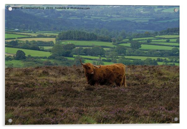 Highland Cows On The Moors Acrylic by rawshutterbug 