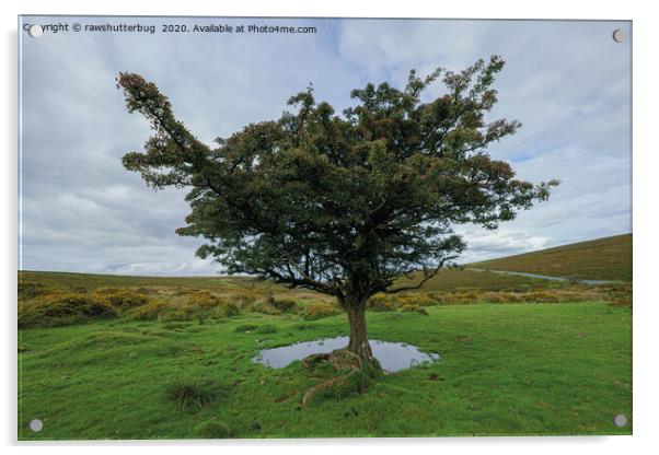 Single Tree At Dartmoor National Park Acrylic by rawshutterbug 