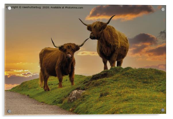 Highland Cows At Sunset Acrylic by rawshutterbug 
