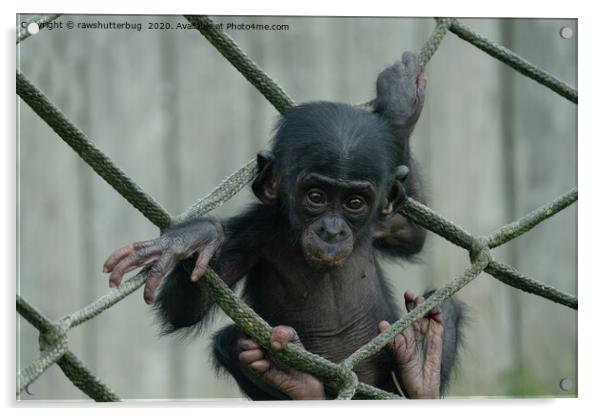 Bonobo Baby Likes To Climb Acrylic by rawshutterbug 