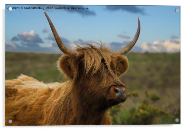 Highland Cow Gaze Acrylic by rawshutterbug 