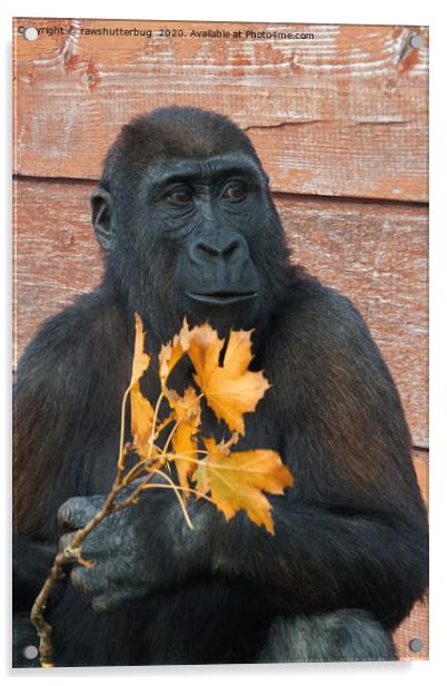 Gorilla Shufai With With An Autumn Leaf Acrylic by rawshutterbug 