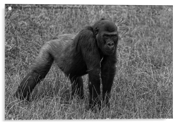 Gorilla Lope Ready To Pounce Mono Acrylic by rawshutterbug 