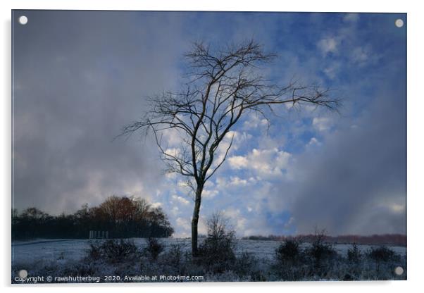 Single Tree At A Frosty Chasewater Country Park Acrylic by rawshutterbug 