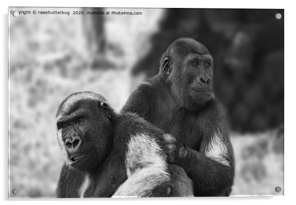 Gorilla Brothers Acrylic by rawshutterbug 