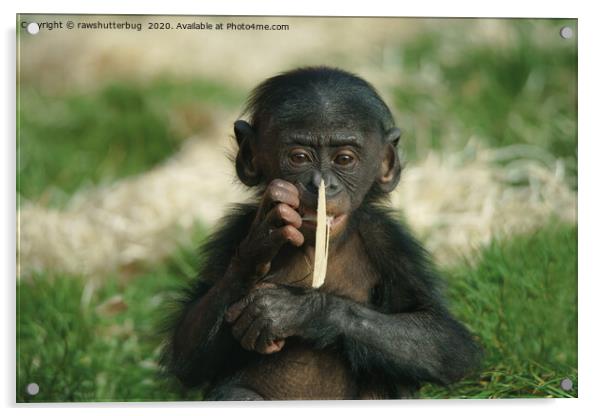 Bonobo Baby Acrylic by rawshutterbug 