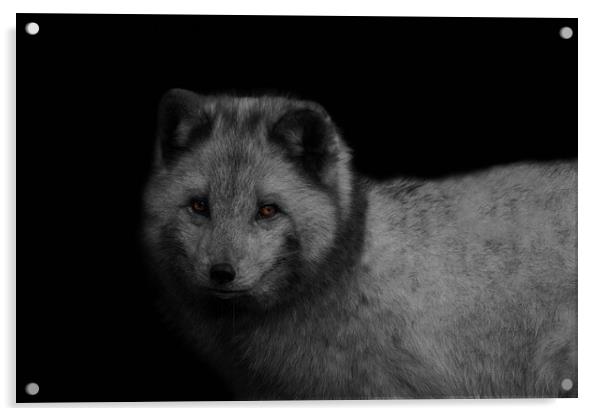 Arctic Fox Acrylic by rawshutterbug 