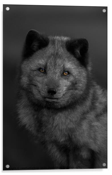 Arctic Fox Looking You Acrylic by rawshutterbug 