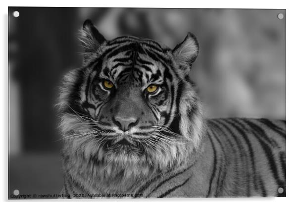 Mesmerizing Gaze of the Endangered Sumatran Tiger Acrylic by rawshutterbug 