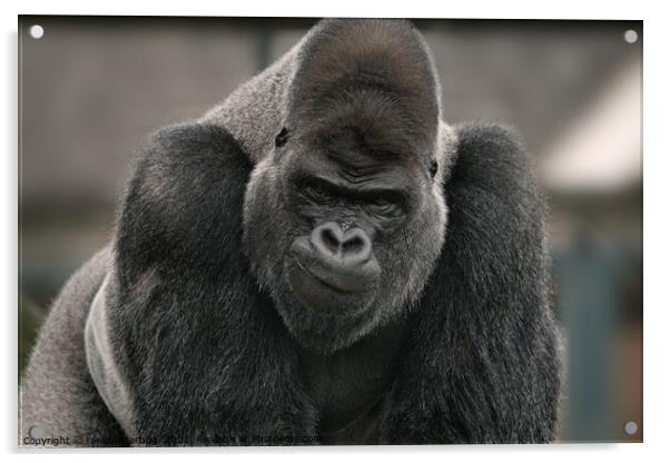 Oumbi The Silverback Gorilla's Smirk Acrylic by rawshutterbug 