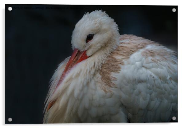 White Stork All Puffed Up Acrylic by rawshutterbug 