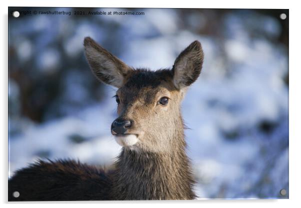 Young Red Deer Face Acrylic by rawshutterbug 