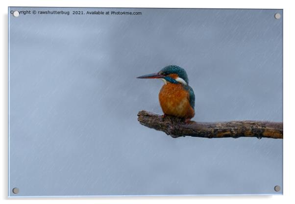 Female Kingfisher In The Rain Acrylic by rawshutterbug 
