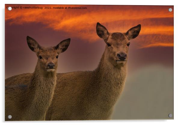 Red Deer At Sunset Acrylic by rawshutterbug 