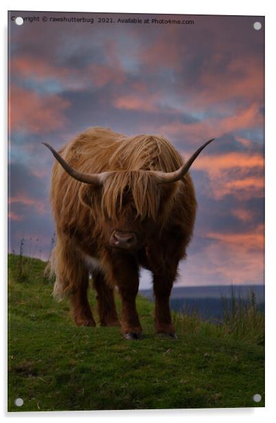 Highland Cow At Sunset Acrylic by rawshutterbug 
