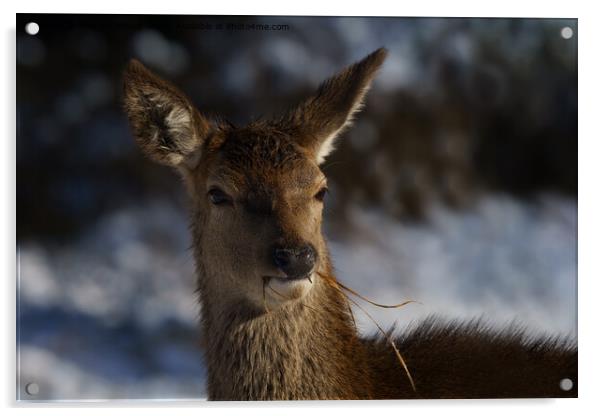 Red Deer In The Snow  Acrylic by rawshutterbug 
