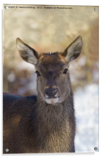 Red Deer Portrait Acrylic by rawshutterbug 