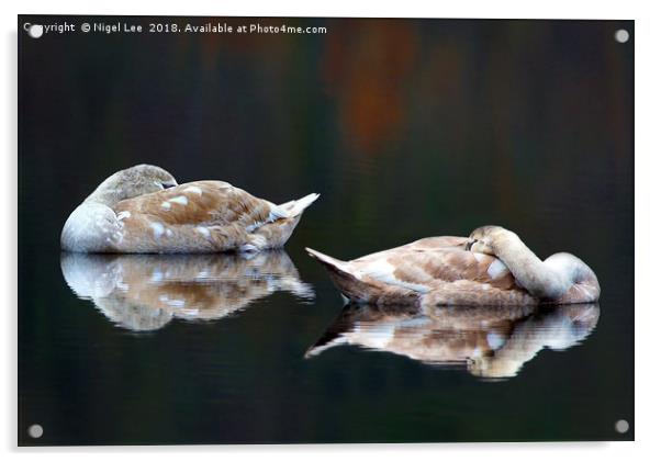 Sleeping Swans Acrylic by Nigel Lee
