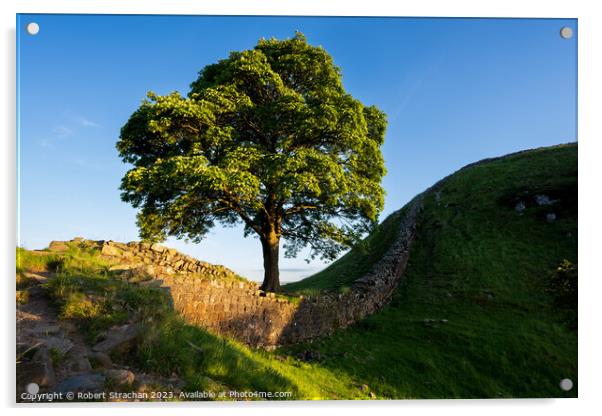 Sycamore Gap Acrylic by Robert Strachan