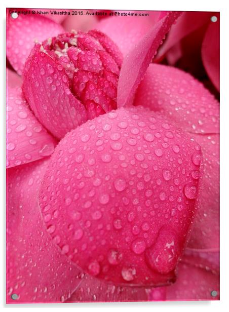 pink drezling  Acrylic by Ishan Vikasitha