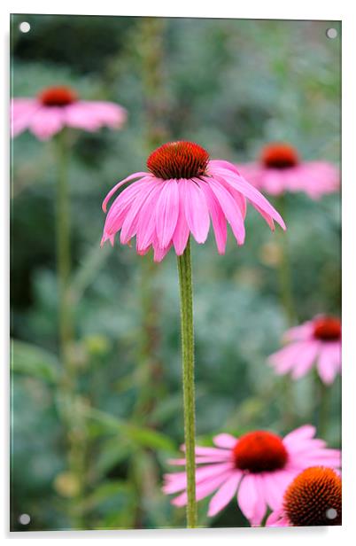 Ruby Star Coneflower Acrylic by Kayleigh Meek