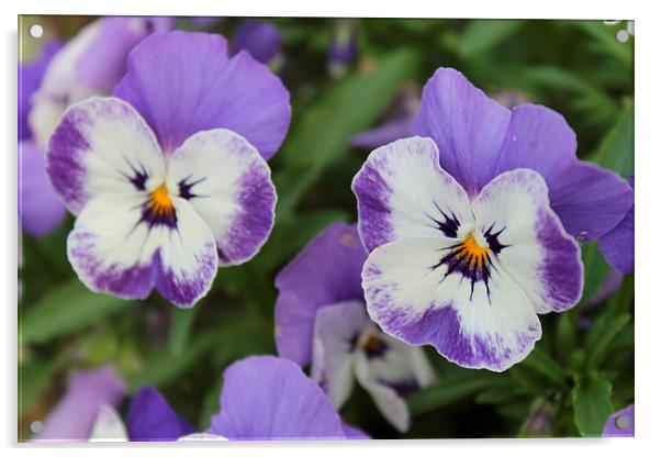 Purple Pansies Acrylic by Kayleigh Meek