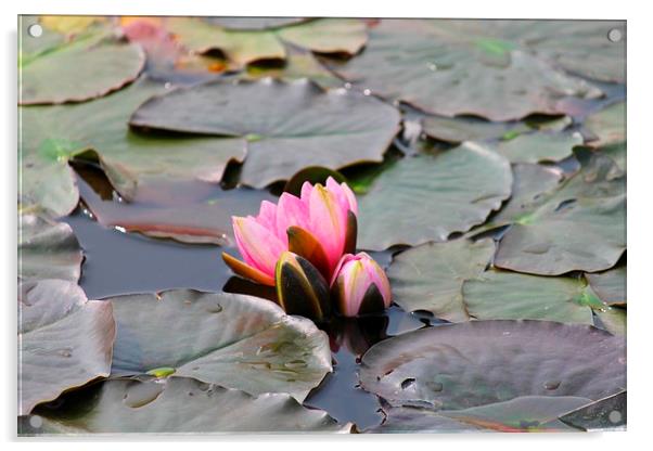 water lilies Acrylic by Kayleigh Meek