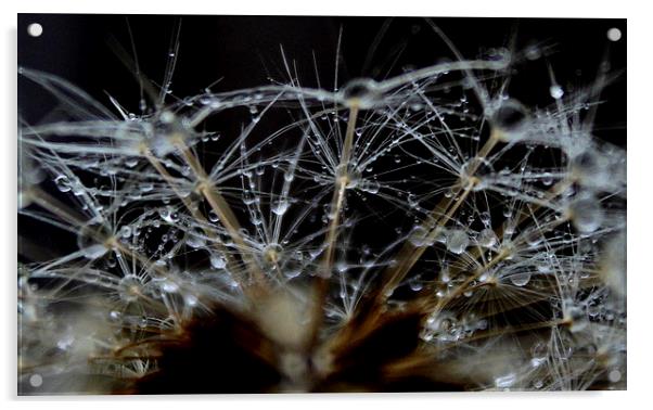  dandelion seeds and rain Acrylic by Kayleigh Meek