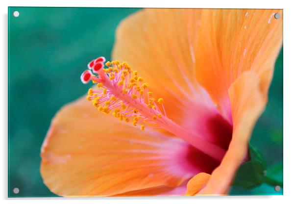  Hibiscus flower Acrylic by Kayleigh Meek